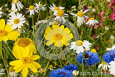Meadow with wildflowers Stock Photo