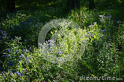 A meadow of wildflowers at sunset. Small blue flowers in woodland. Beautiful spring natural scenery. Stock Photo