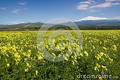 Meadow of yellow clover in flower Stock Photo