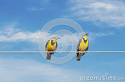 Meadowlarks on a Wire Stock Photo