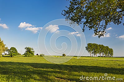Meadows And Cattle In Spring Near Aachen, Germany Stock Photo