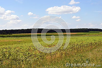 Meadows and fields in the Lueneburg Heath LÃ¼neburger Heide Stock Photo