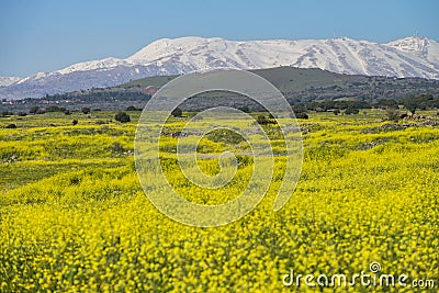 Meadows in golan Heights and hermon mount on the backgound Stock Photo