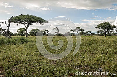 Meadows of Tanzania Stock Photo