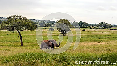 Meadows of Tanzania Stock Photo