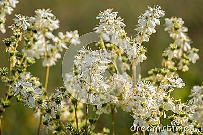 Meadowsweet, Filipendula ulmaria, flowering plants Stock Photo