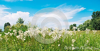 Meadowsweet, or Labaznik lat. FilipÃ©ndula is a genus of perennial grasses of the Rosaceae family. Stock Photo