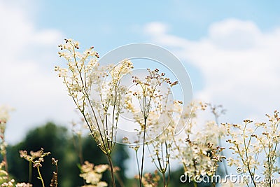 Meadowsweet, or Labaznik lat. FilipÃ©ndula is a genus of perennial grasses of the Rosaceae family. Stock Photo