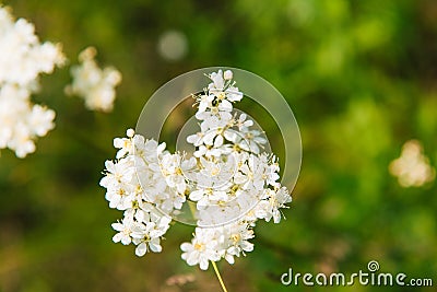 Meadowsweet, or Labaznik lat. FilipÃ©ndula is a genus of perennial grasses of the Rosaceae family. Stock Photo