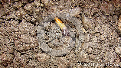 Mealworm - superworm worm snake is eating meal worm close up of snake, it looks like worm blind snake is non venomous closeup sup Stock Photo