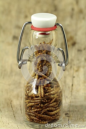 Mealworms, pur proteine in the bottle Stock Photo