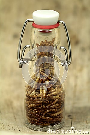 Mealworms, pur proteine in the bottle Stock Photo