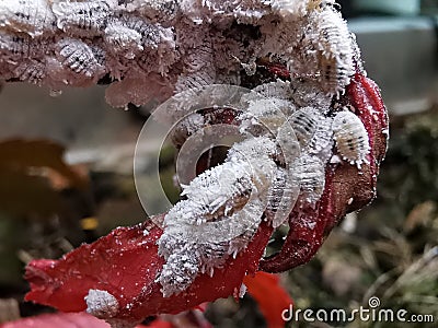 Mealy bug infest on young leaf and shoot Stock Photo