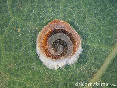 Mealy shield scale or Pyriform scale Stock Photo