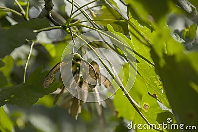 Meaple leaves and seed on the tree Stock Photo