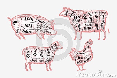 Meat cutting scheme. Butcher shop, butchery concept. Vintage vector illustration Vector Illustration