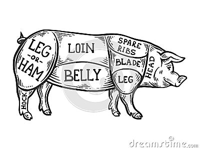 Meat diagram pig engraving vector Vector Illustration