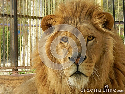 King jungle lion in the zoo, beautiful animal Stock Photo