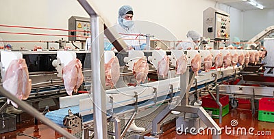 Meat processing equipment,meat factory.chicken on a conveyor belt.Processing plant assembly line.People working at a chicken Stock Photo