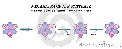 Mechanism of ATP synthase Vector Illustration