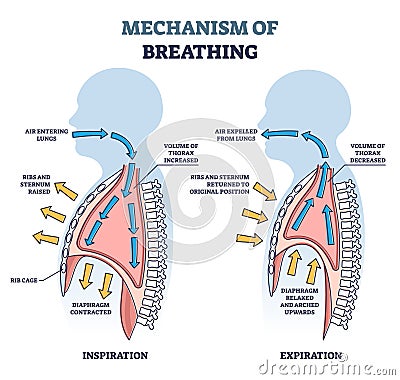 Mechanism of breathing with anatomical process explanation outline diagram Vector Illustration