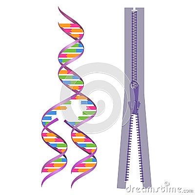 Mechanism of DNA replication. Replication model with zipper Stock Photo