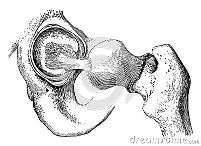 The Mechanism of the Hip Joint, vintage illustration Vector Illustration