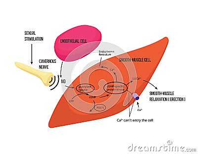 Mechanism of male erection. Male erectile function mechanism Vector Illustration