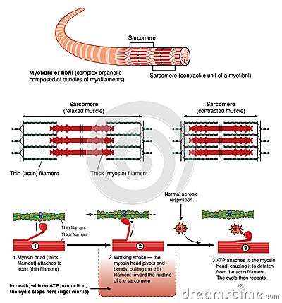 Mechanism of muscle contraction Vector Illustration