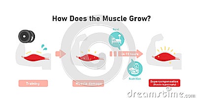 Mechanism of muscle growth supercompensation . Vector illustration Vector Illustration