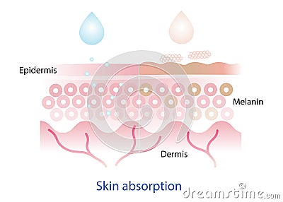 The mechanism of nutrient absorption skin layer. Vector Illustration