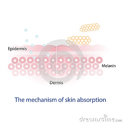 Mechanism of nutrient absorption through skin layer . Stock Photo