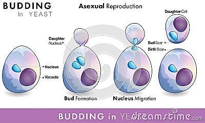 Mechanism Of reproduction in Yeast micro organism or fungus and stages of budding in yeast Stock Photo