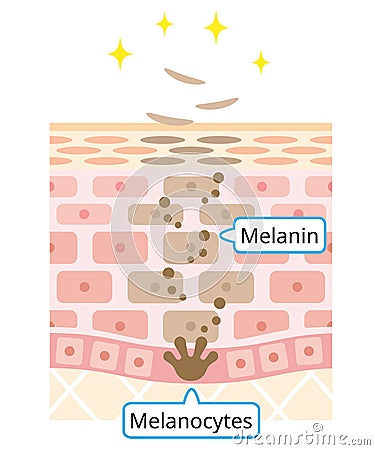 Mechanism of skin cell turnover illustration. melanin and melanocyte in human skin layer. beauty and skin care concept Vector Illustration
