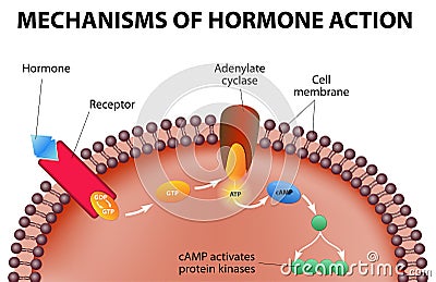 Mechanisms of hormone action Vector Illustration