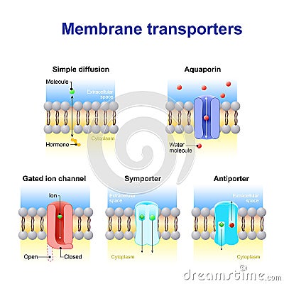 Mechanisms for the transport of ions and molecules across cell m Vector Illustration