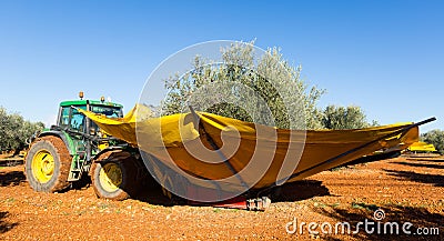 Mechanized collection of olives at agricultural plant Stock Photo