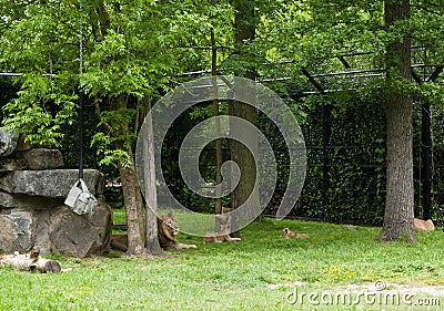 Mechelen, Belgium - 17 May 2016: Lions family in Planckendael zoo. Editorial Stock Photo