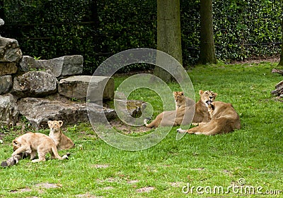 Mechelen, Belgium - 17 May 2016: Lions family in Planckendael zoo. Editorial Stock Photo