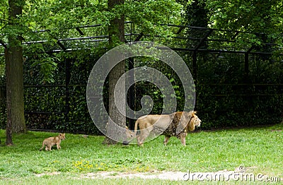 Mechelen, Belgium - 17 May 2016: Lions family in Planckendael zoo. Editorial Stock Photo