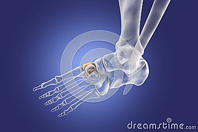 Medial cuneiform bone of the foot, 3D illustration Cartoon Illustration