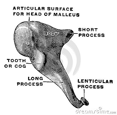 Medial and Front View of the Incus, vintage illustration Vector Illustration