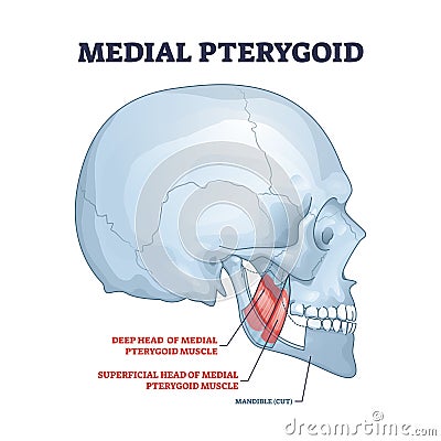 Medial pterygoid facial muscle as masticatory muscular part outline diagram Vector Illustration