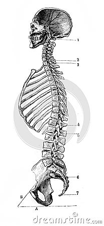 Median and anteroposterior section of the skull and spine in the old book D`Anatomie Chirurgicale, by B. Anger, 1869, Paris Stock Photo