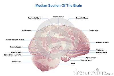 Median Section Of The Brain, Anatomy Of The Human Brain Stock Photo