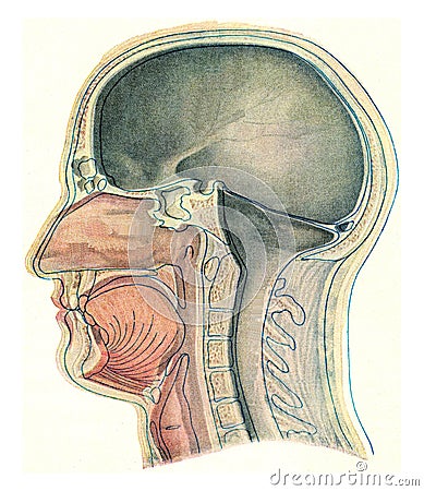 Median section through the head of a European, vintage engraving Cartoon Illustration