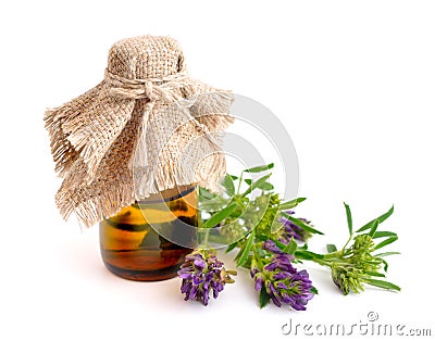 Medicago on white background. Stock Photo