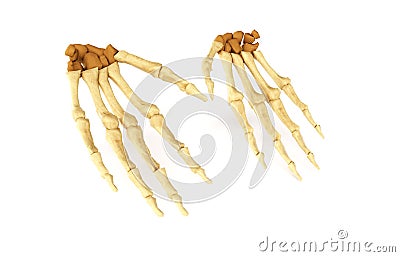 Medical accurate 3d illustration of the hand bones Cartoon Illustration