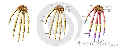 Medical accurate 3d illustration of the hand bones set Cartoon Illustration