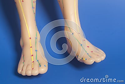 Medical acupuncture model of human feet on blue Stock Photo